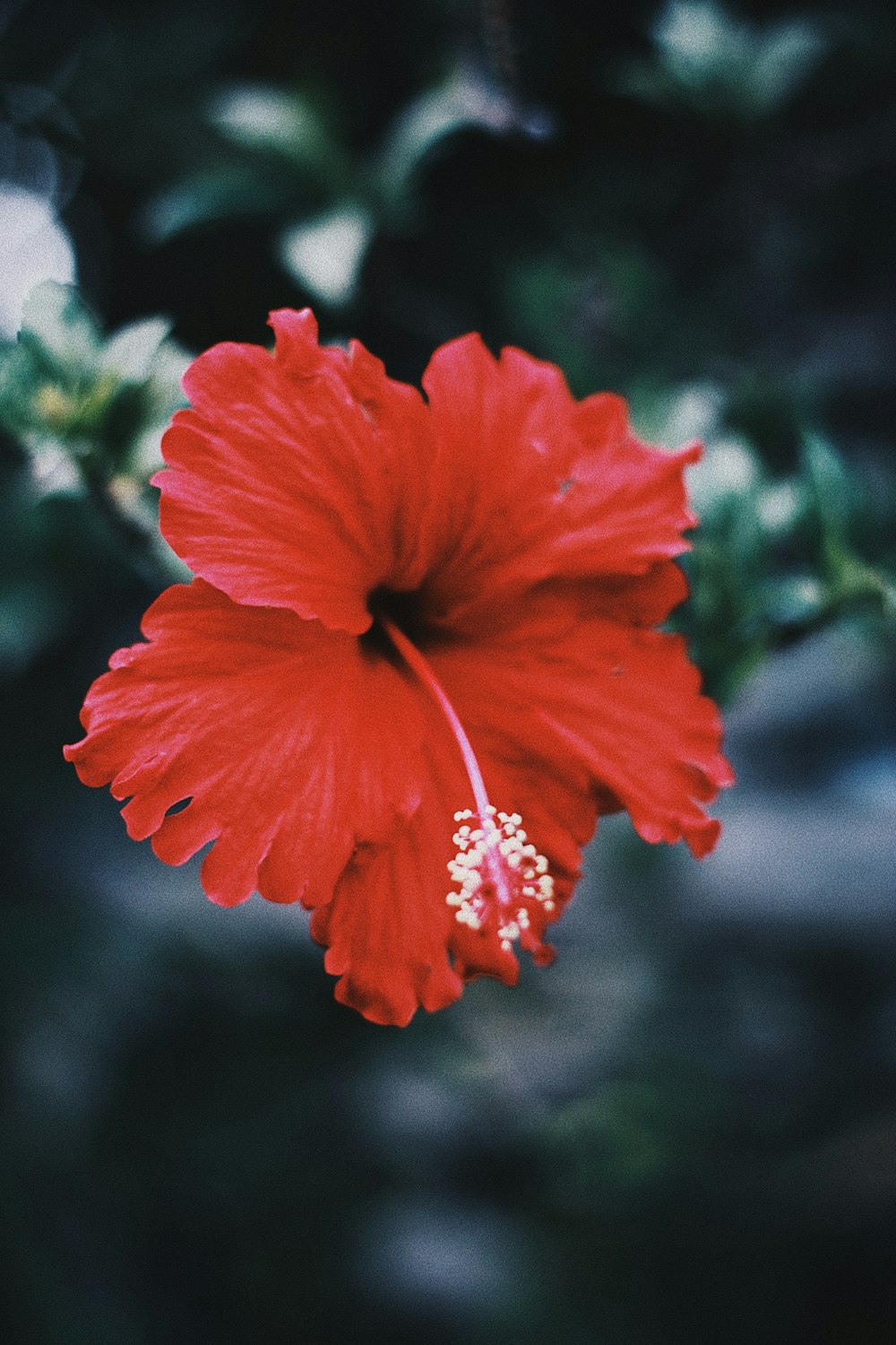 red hibiscus in bloom during daytime