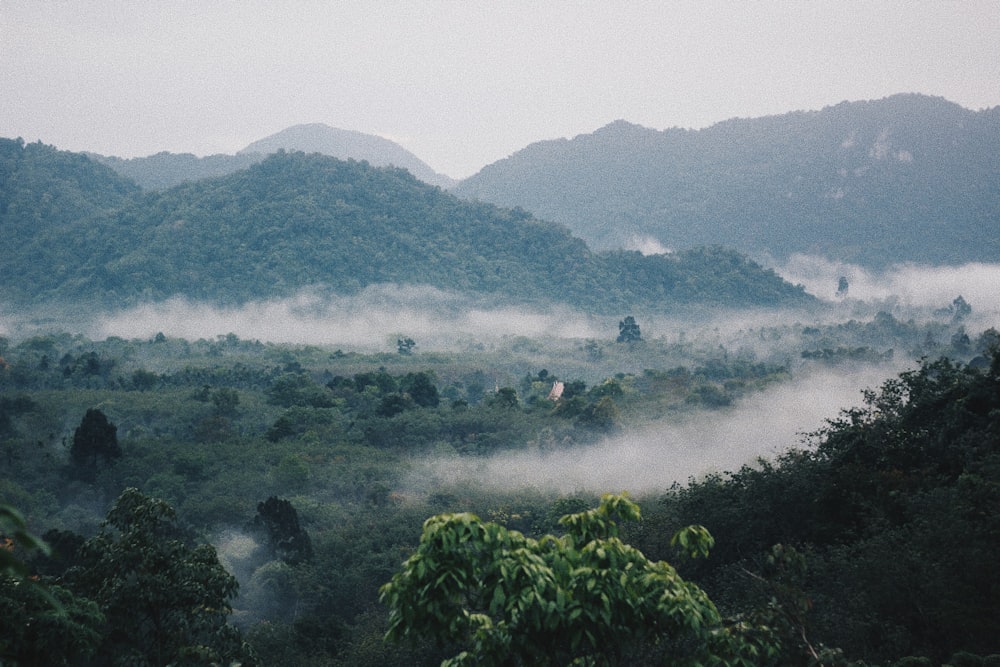 green trees on mountain during daytime