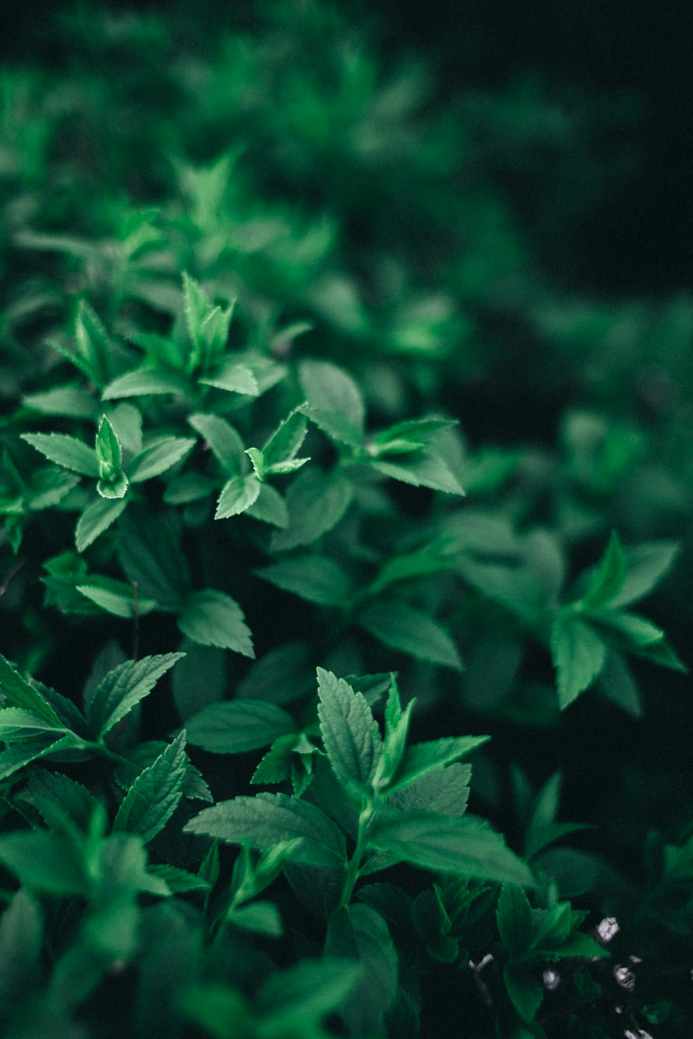 green leaves in close up photography