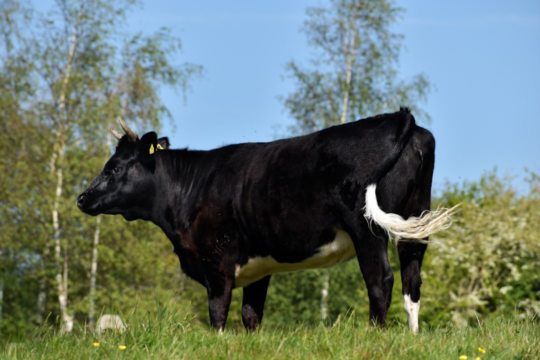 black and white cow on green grass field during daytime