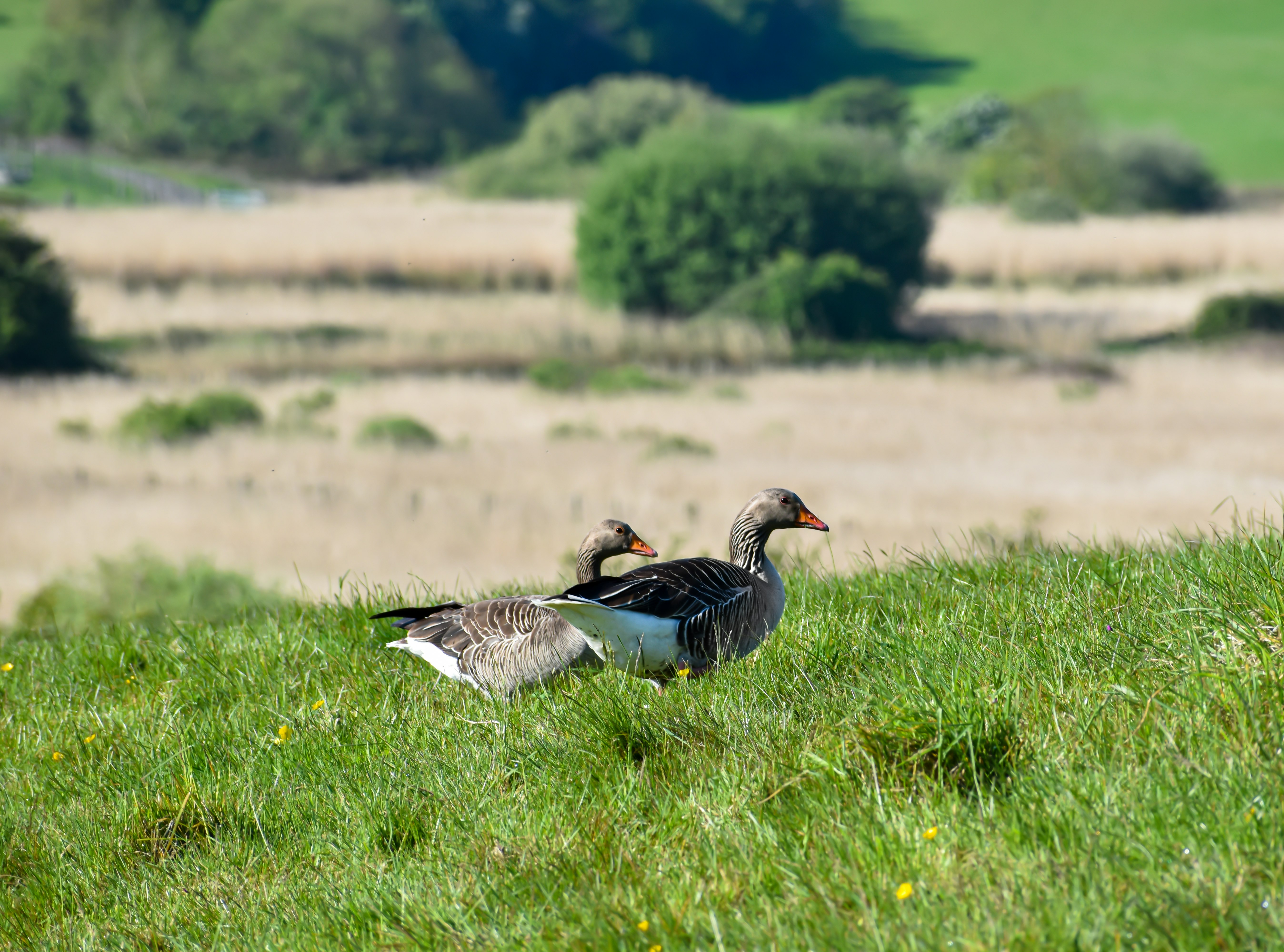 black and white duck on green grass field during daytime
