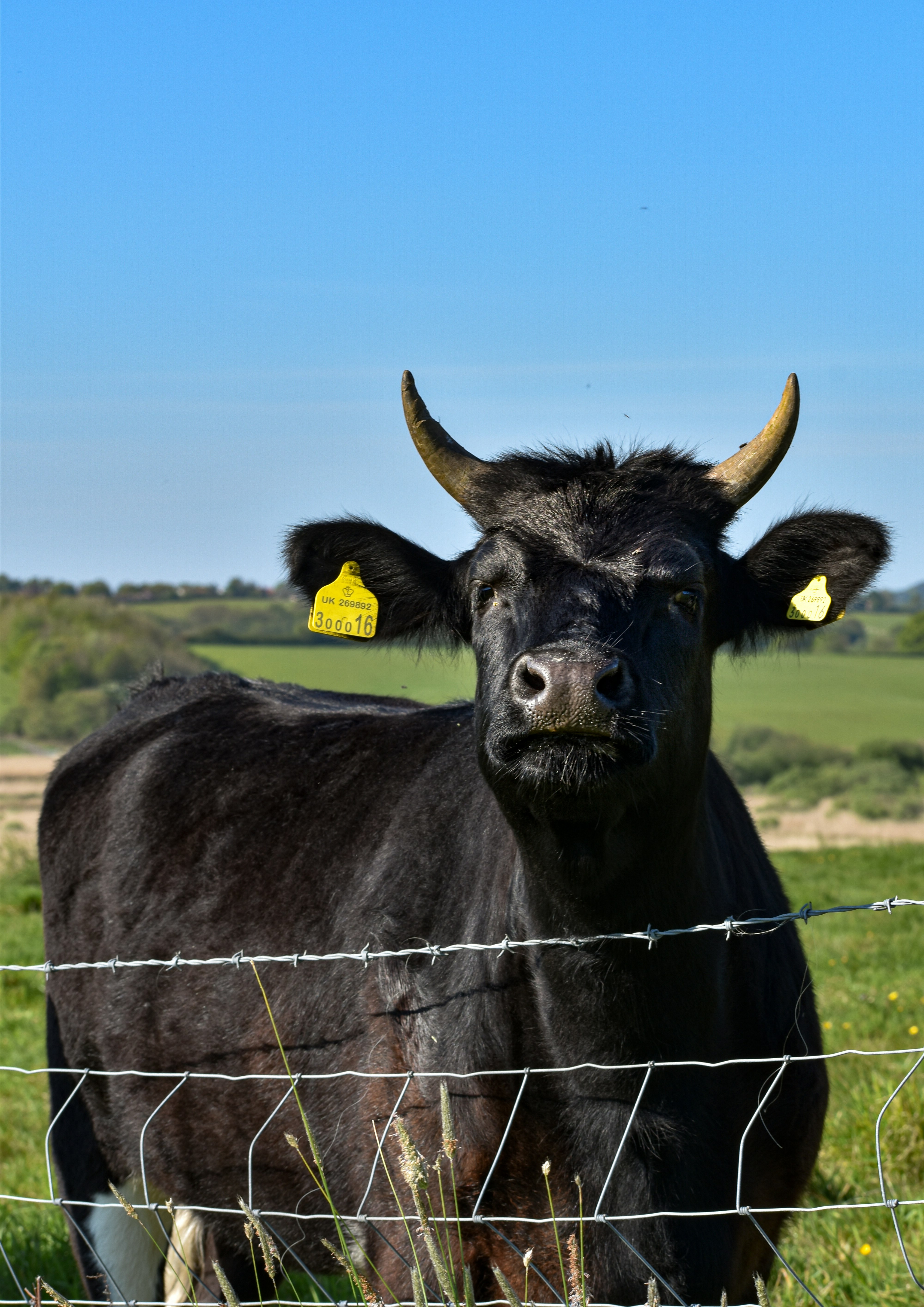 black cow on green grass field during daytime