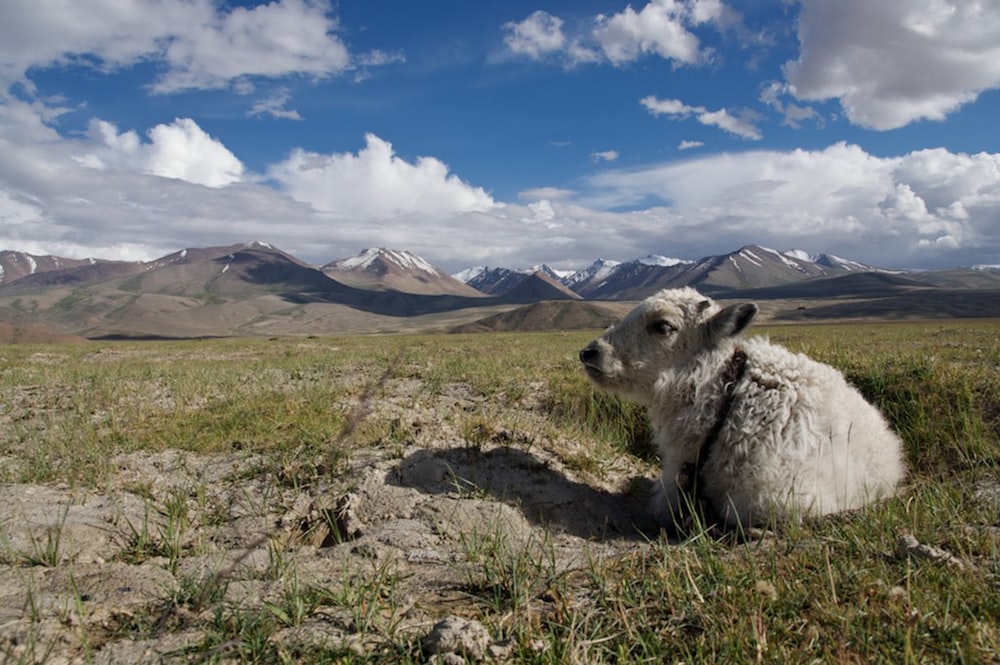 white sheep on green grass field during daytime