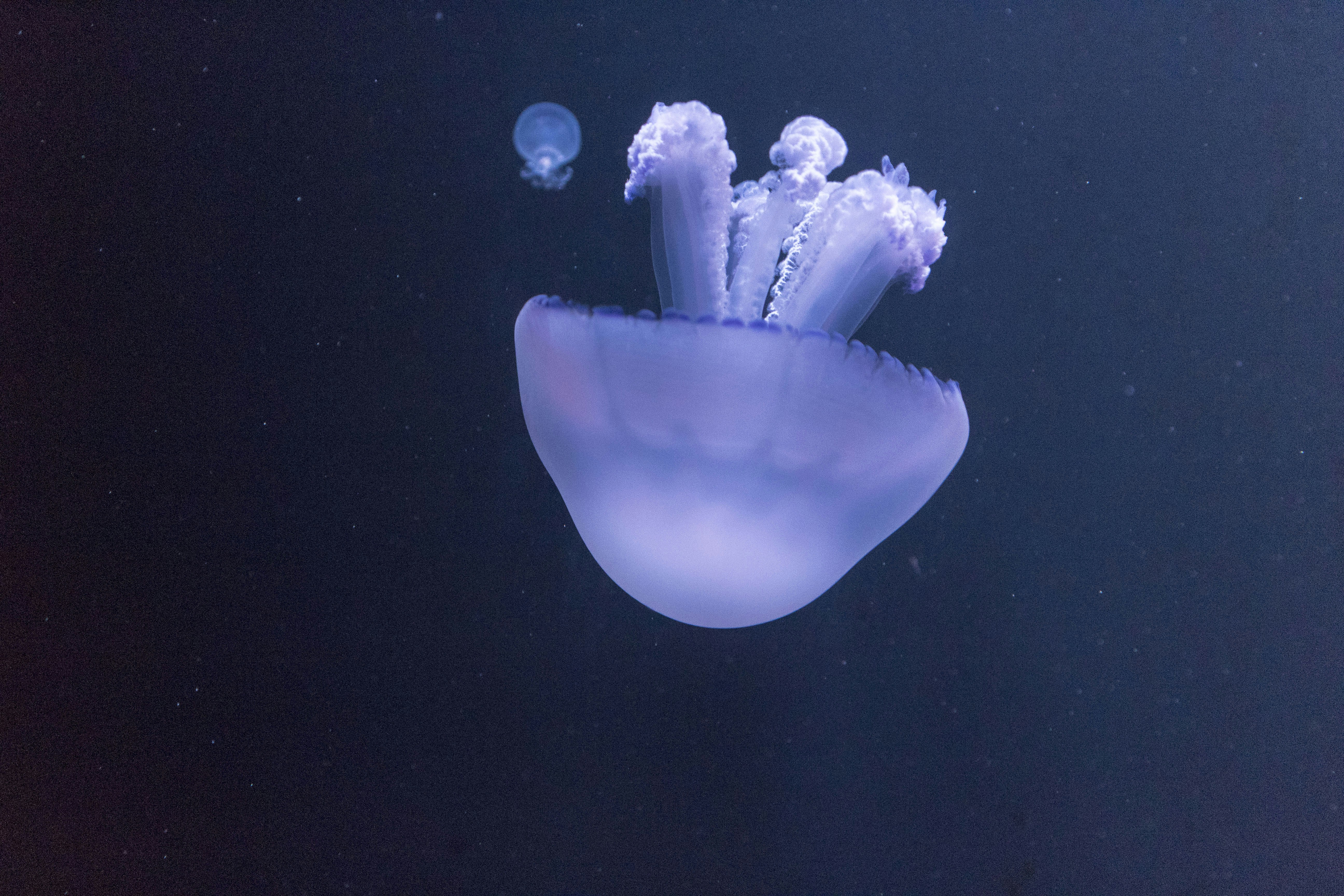 Unsafe Behavior on Dockworkers at Lewoleba Sea Port Image