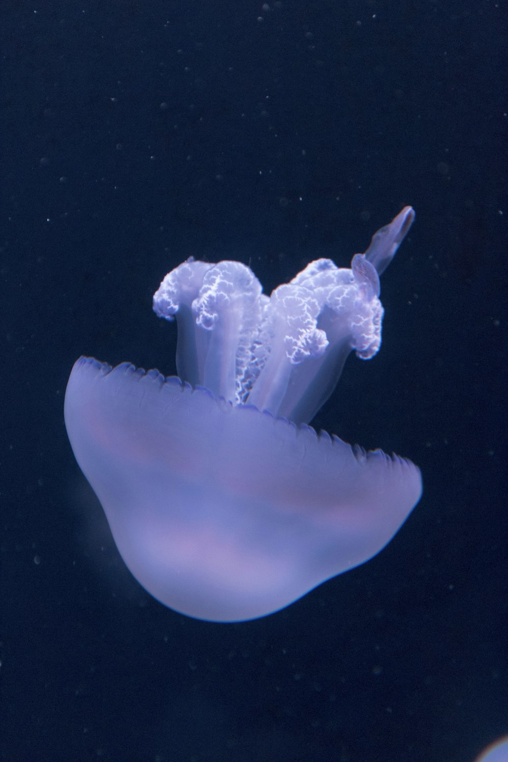 white jellyfish in blue water