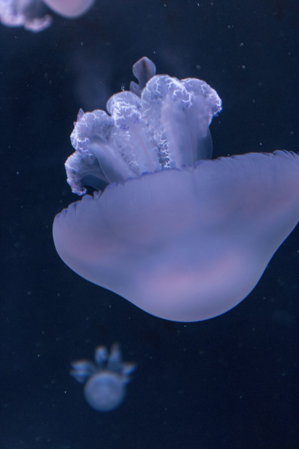 white jellyfish in water during daytime