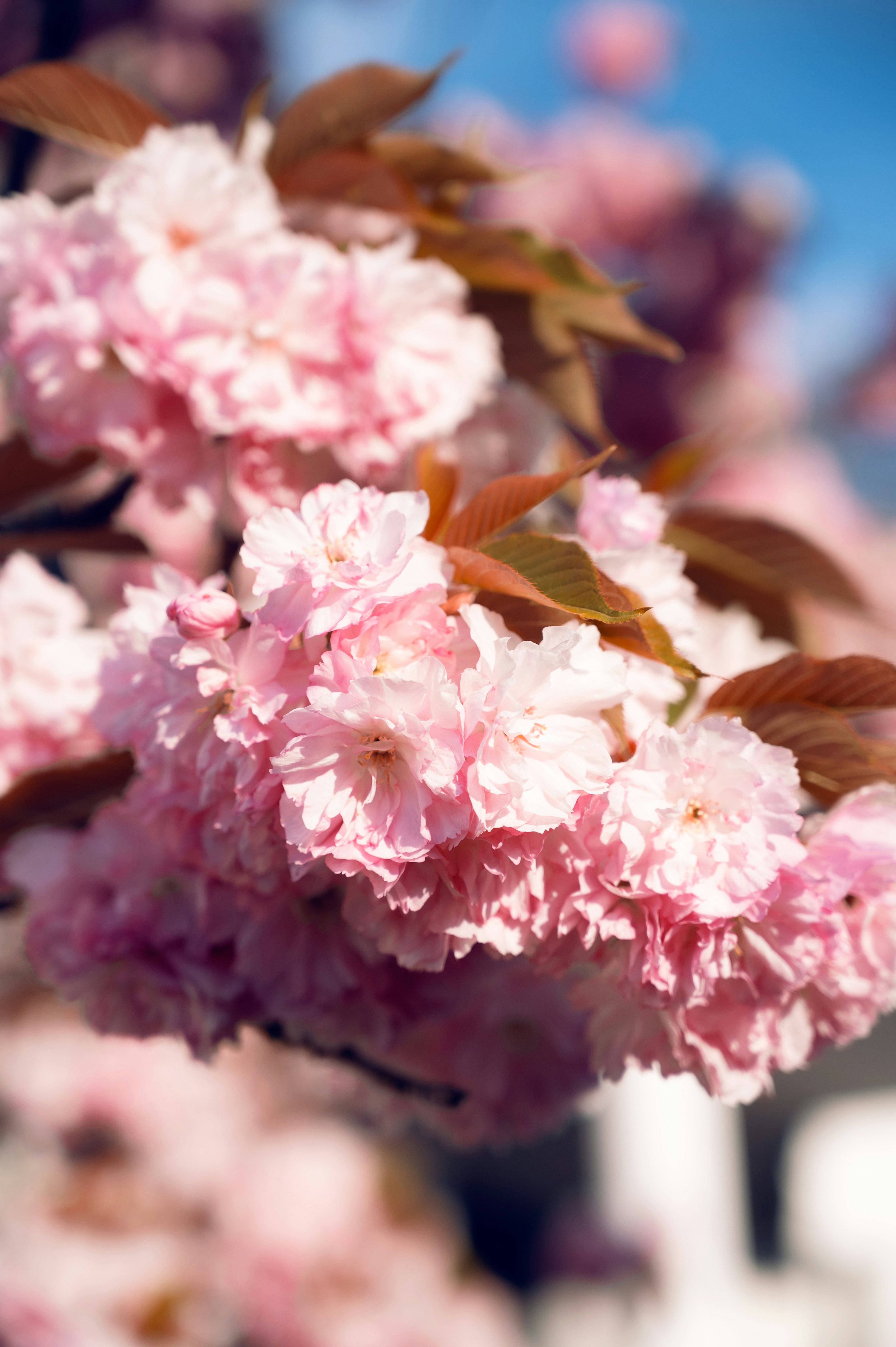 Pink and white flowers in tilt shift lens photo – Free Bonn Image ...