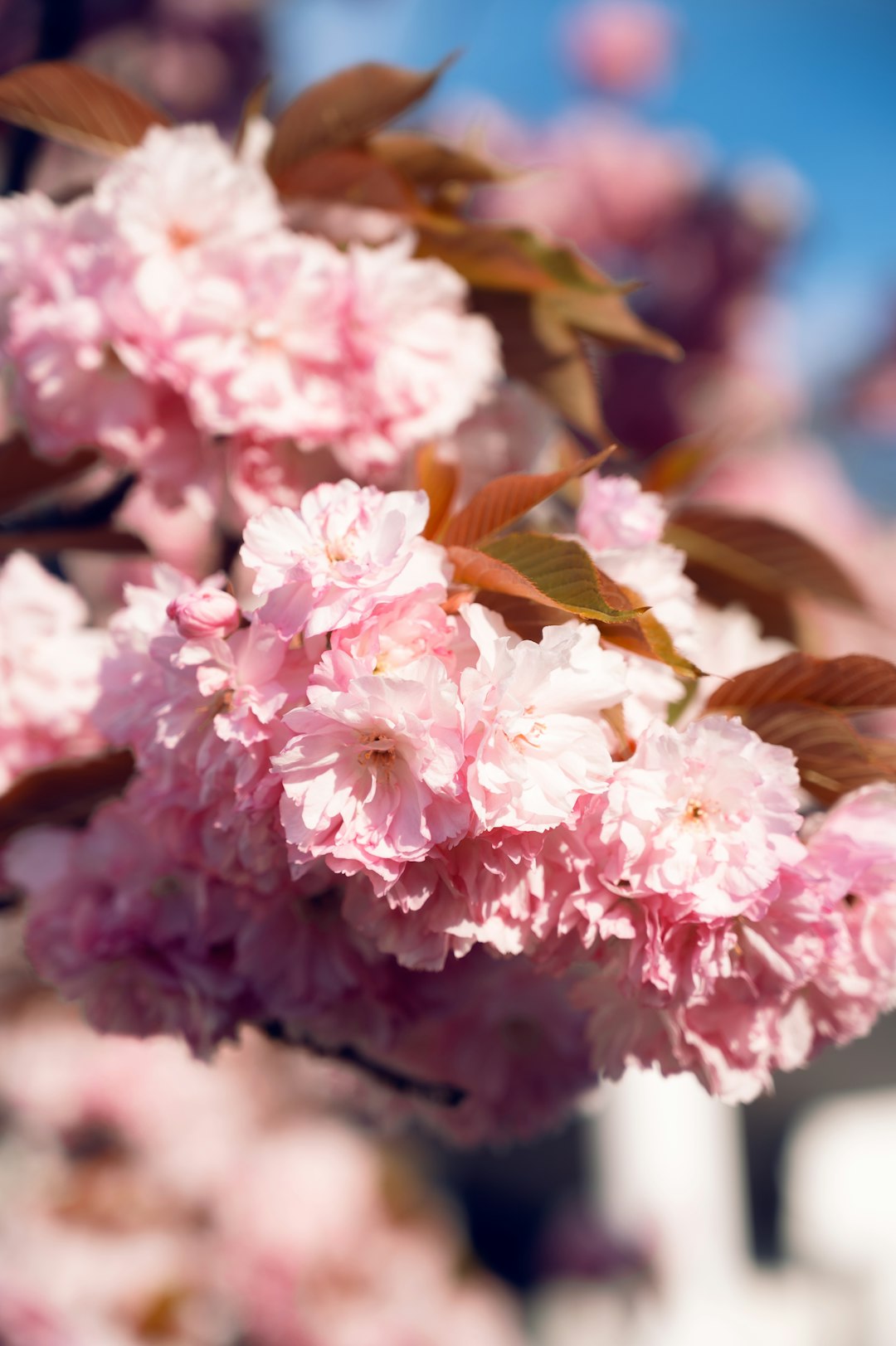 pink and white flowers in tilt shift lens