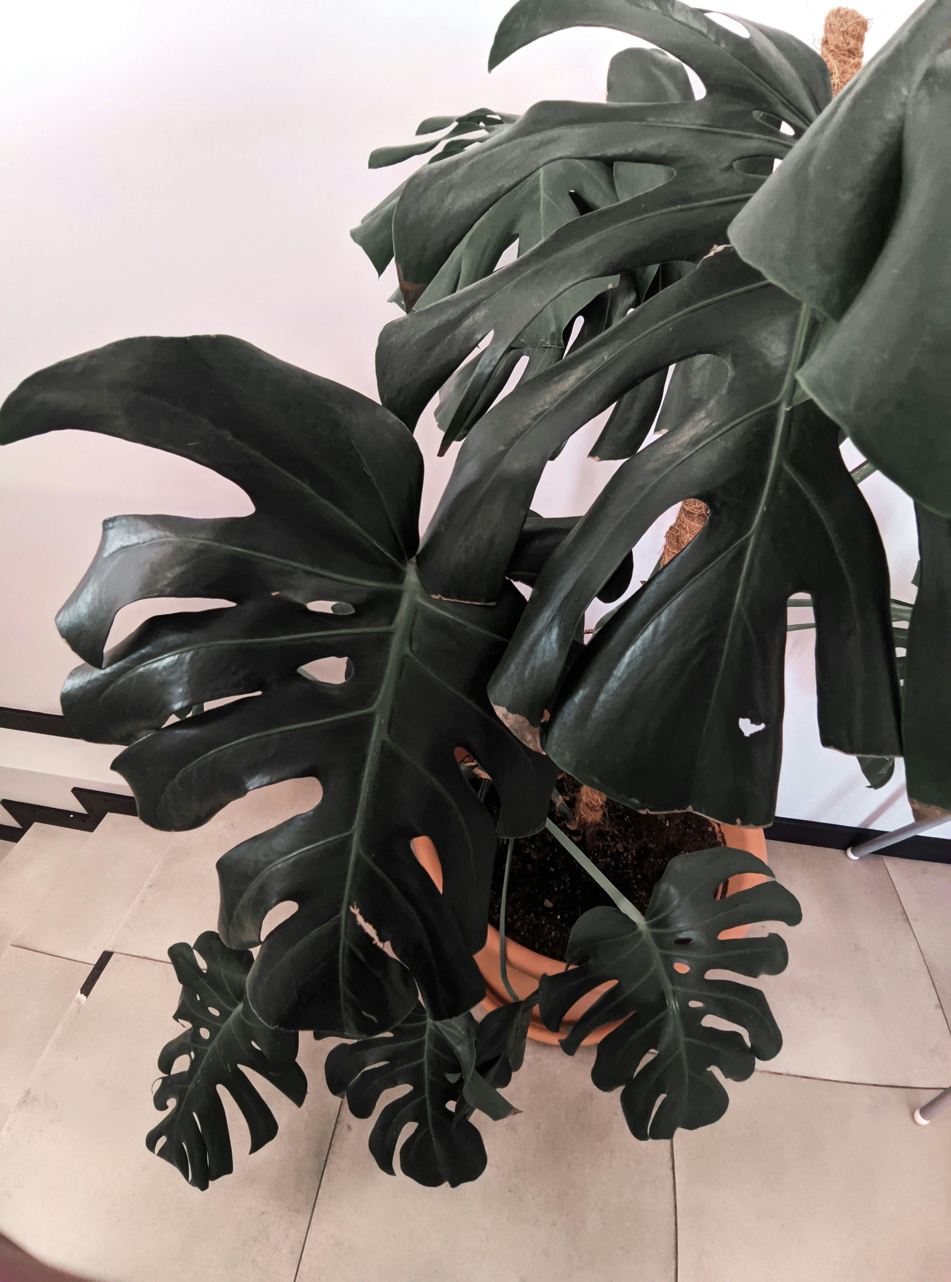 Large monstera plant with characteristic split leaves in white ceramic pot bathed in natural light