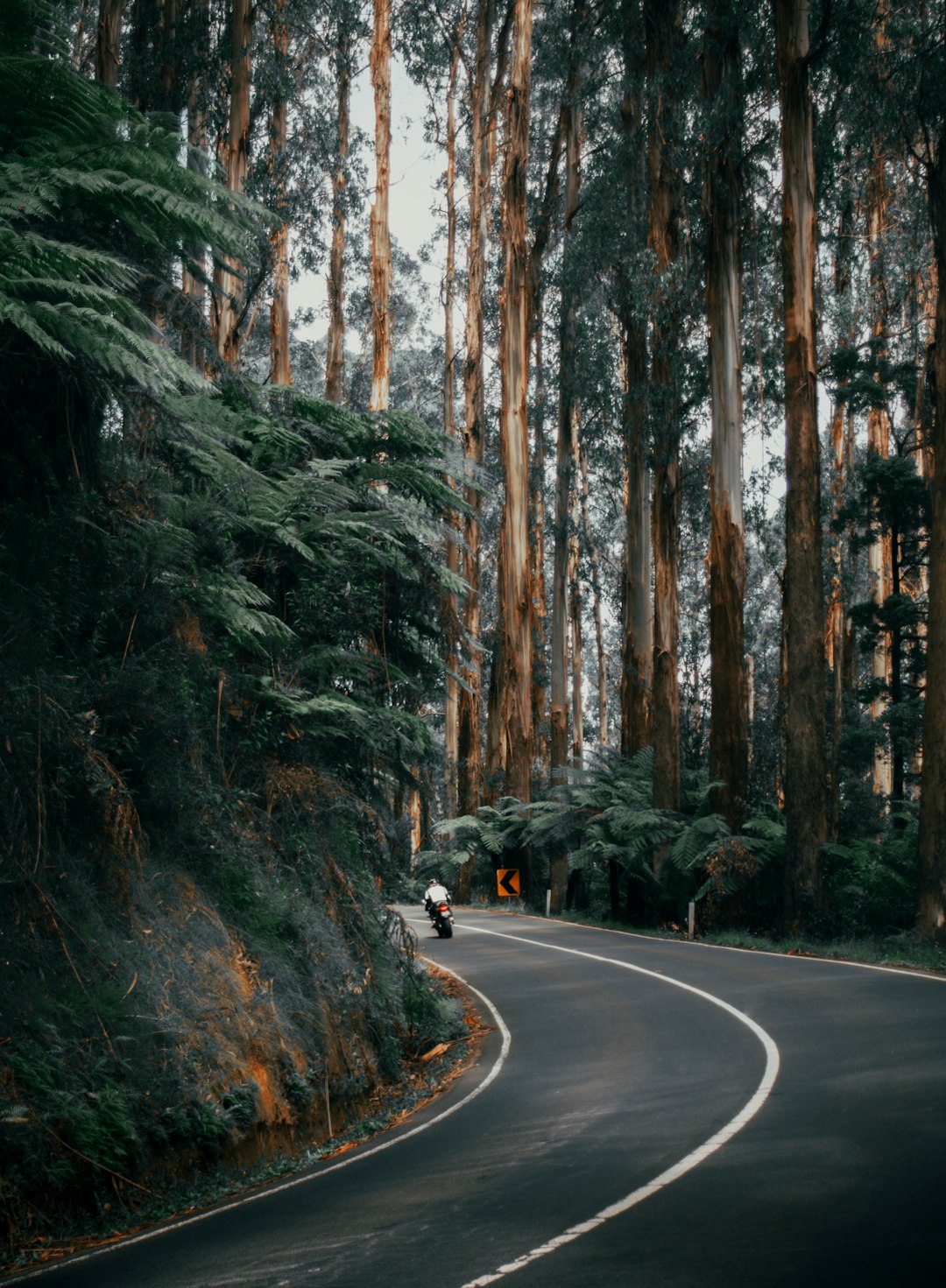 black car on road between trees during daytime