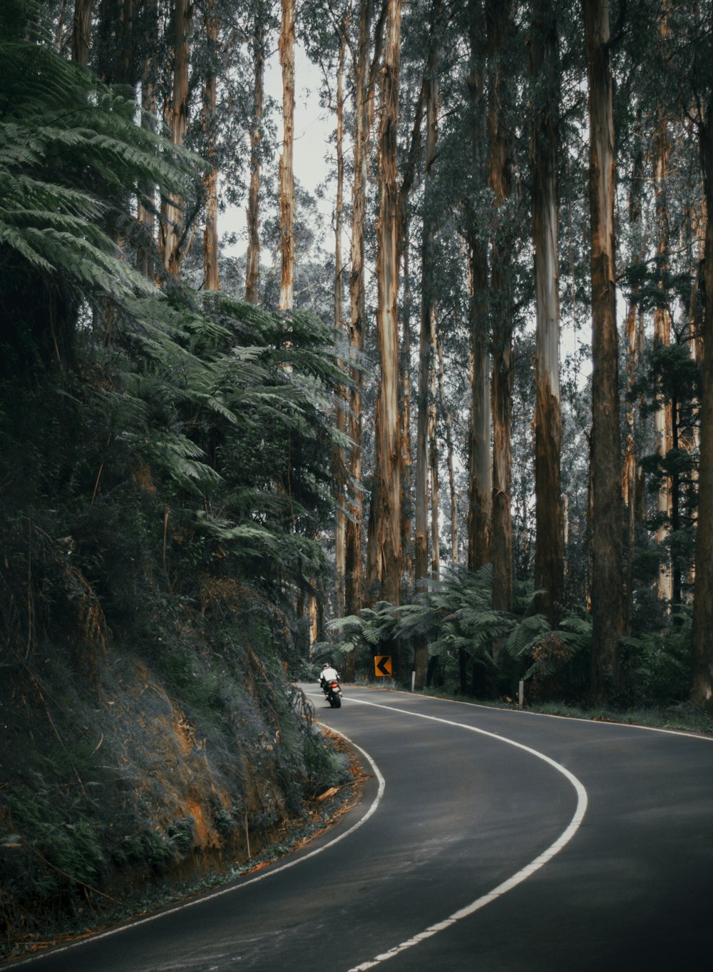 black car on road between trees during daytime