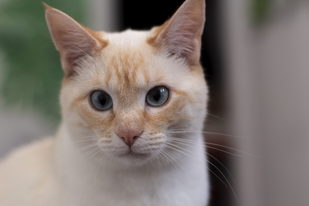 white and orange tabby cat