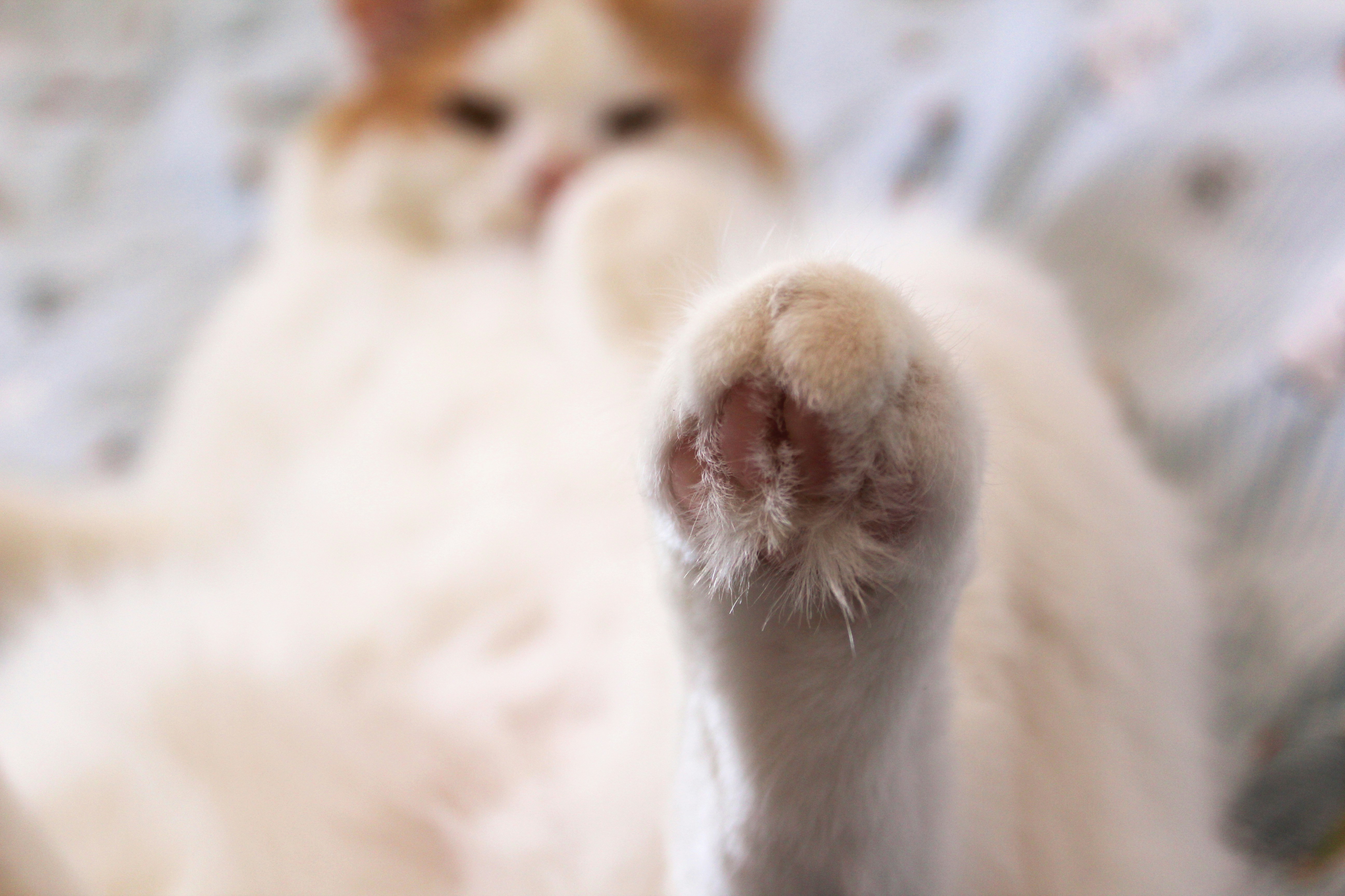 white and brown cat on white textile