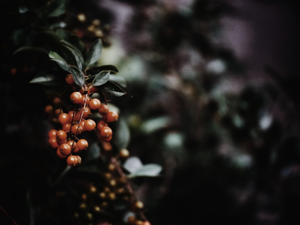 brown round fruits on green leaves