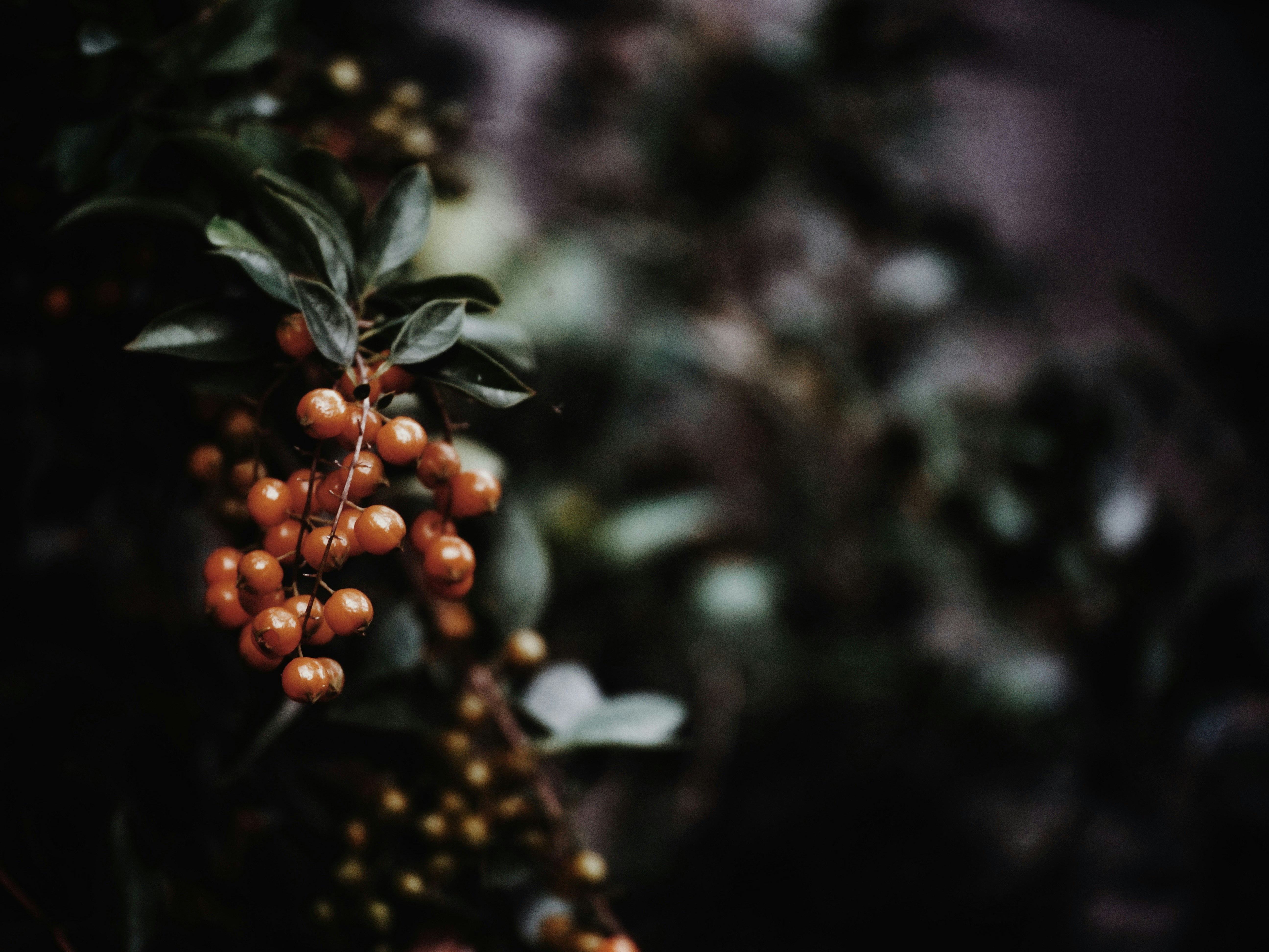 Autumn Berries