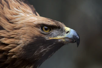 brown and black eagle in close up photography