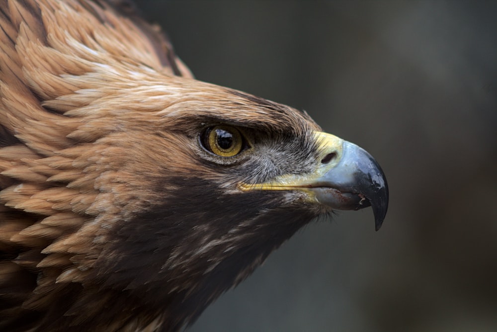 Águila marrón y negra en fotografía de primer plano