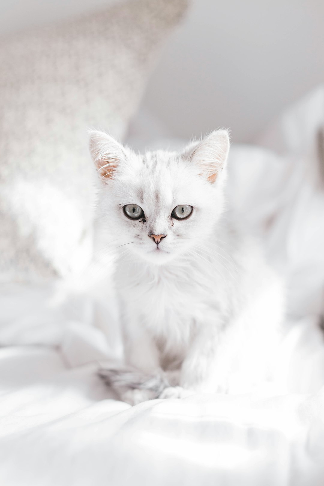 white cat on white textile