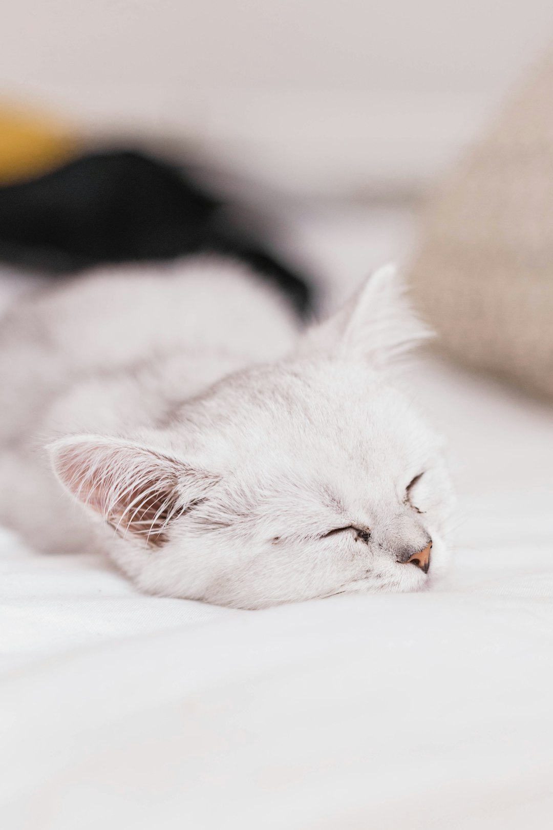 white cat lying on white textile