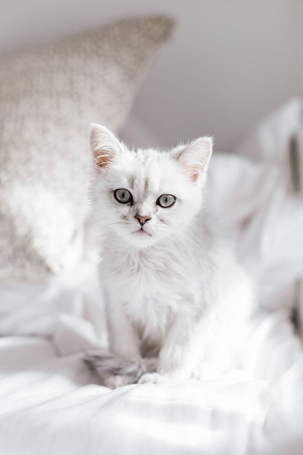 white cat on white textile