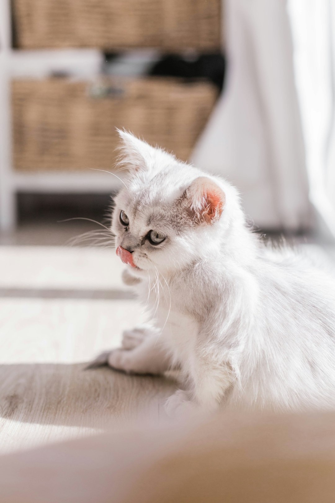 white cat on brown wooden table