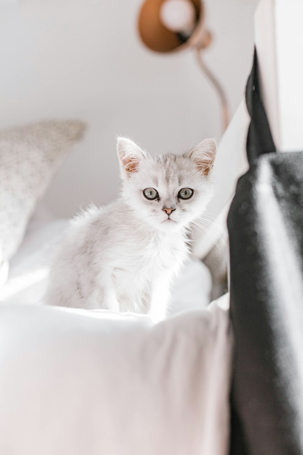 white cat on white textile