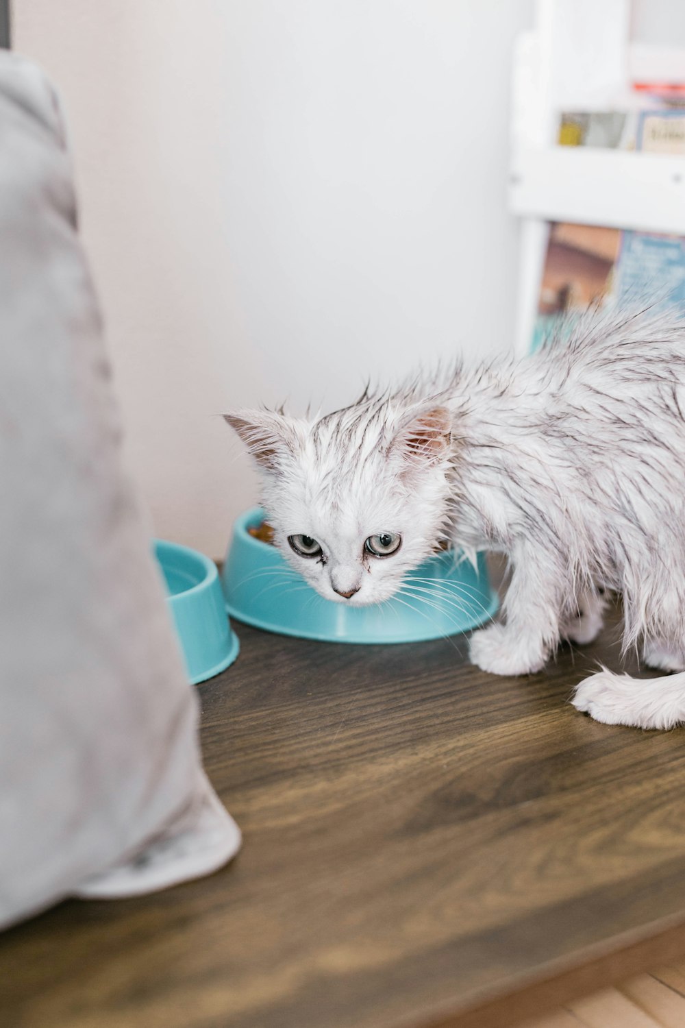 white cat on brown wooden table