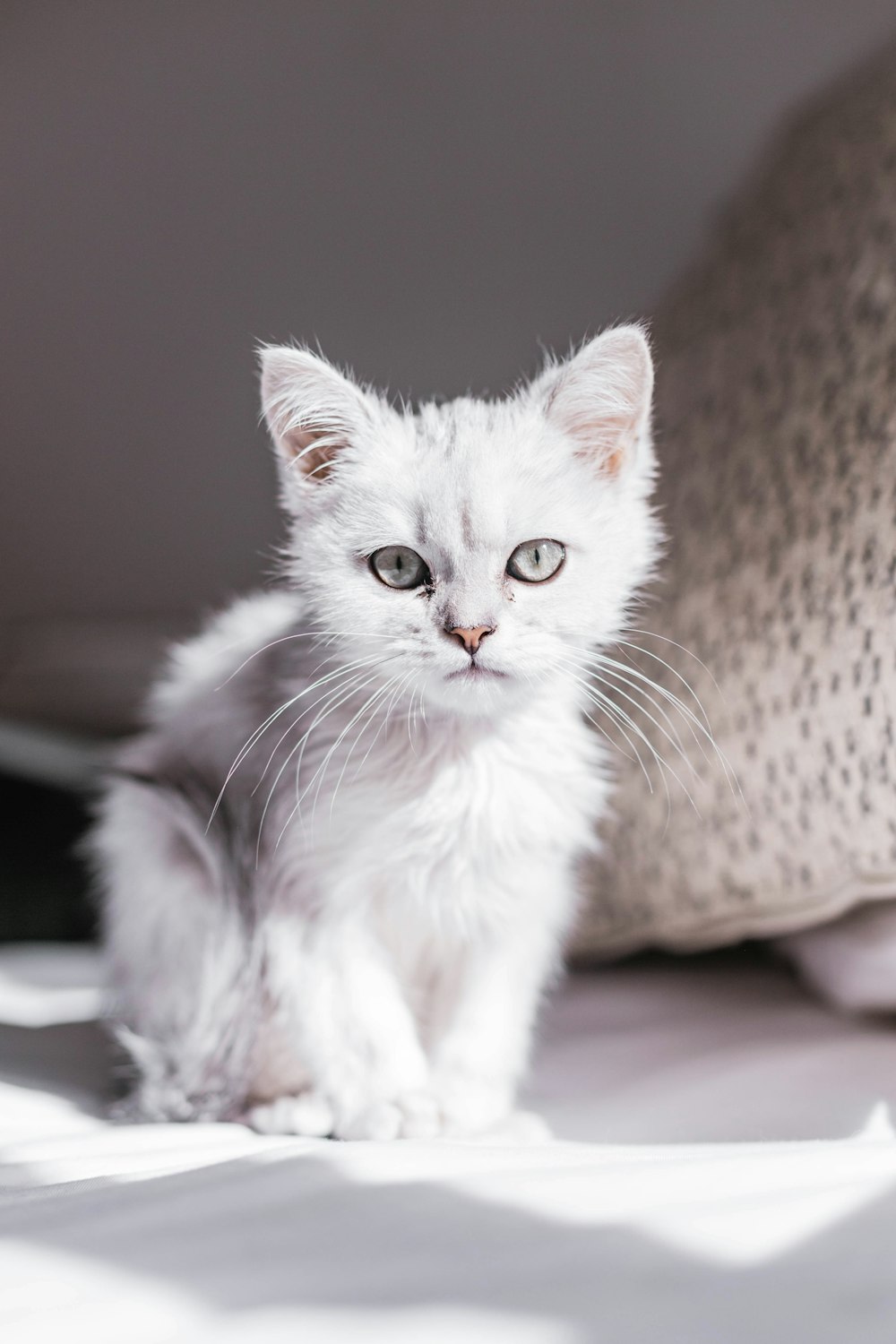 white cat on brown textile