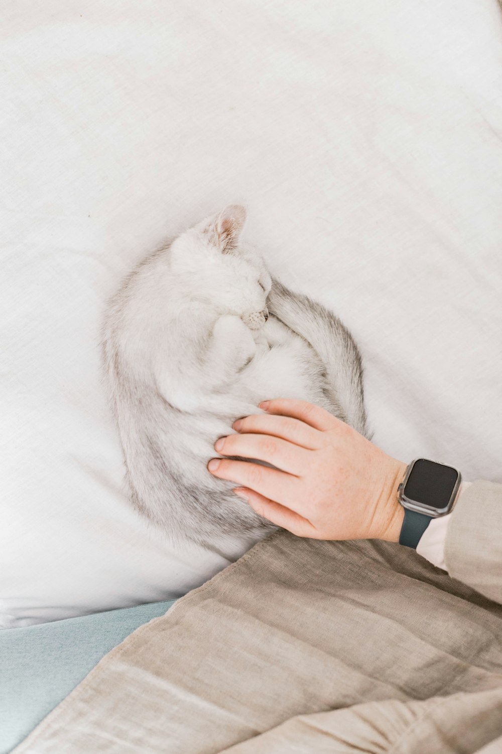 white cat lying on white textile