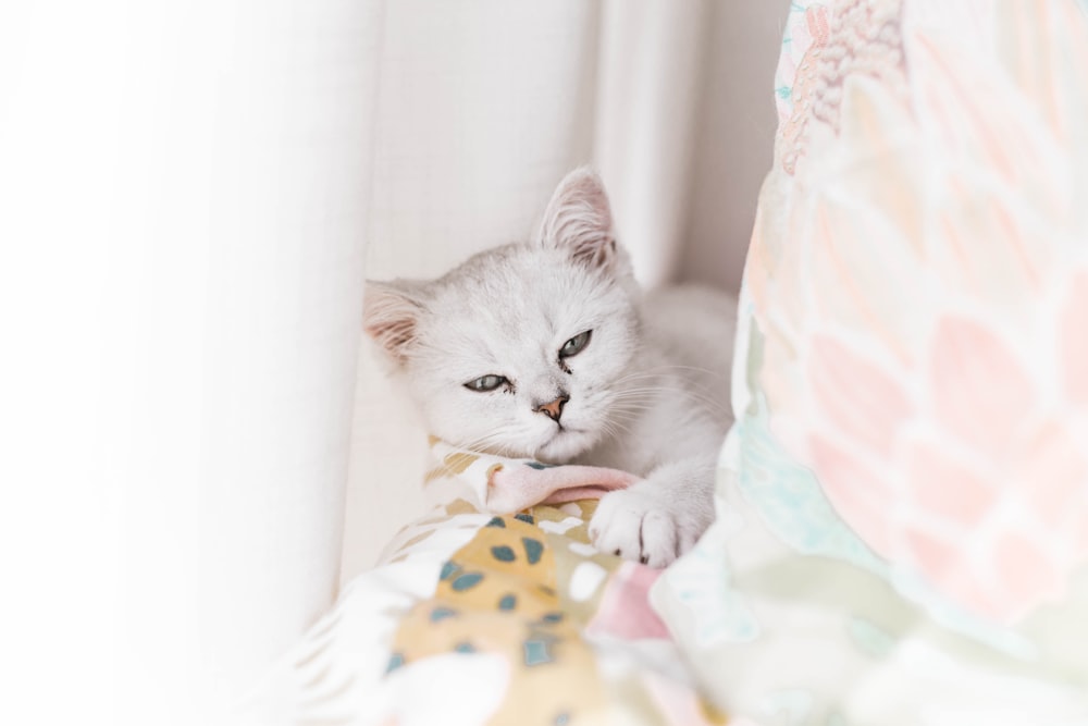 white cat on white yellow and pink textile