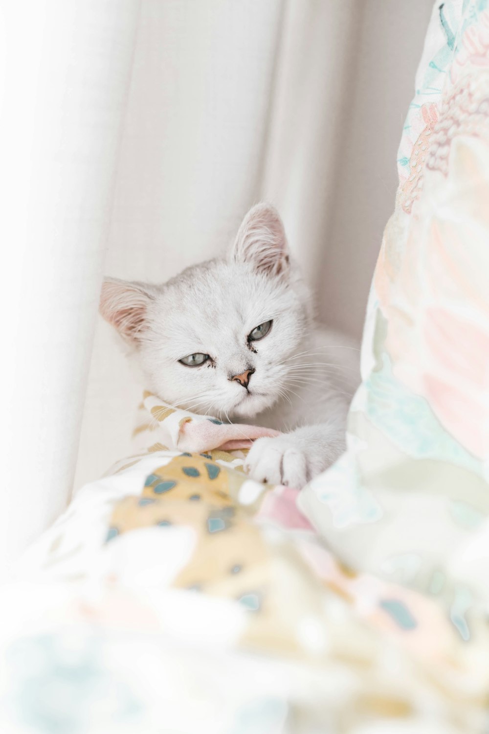 white cat on white and pink polka dot textile