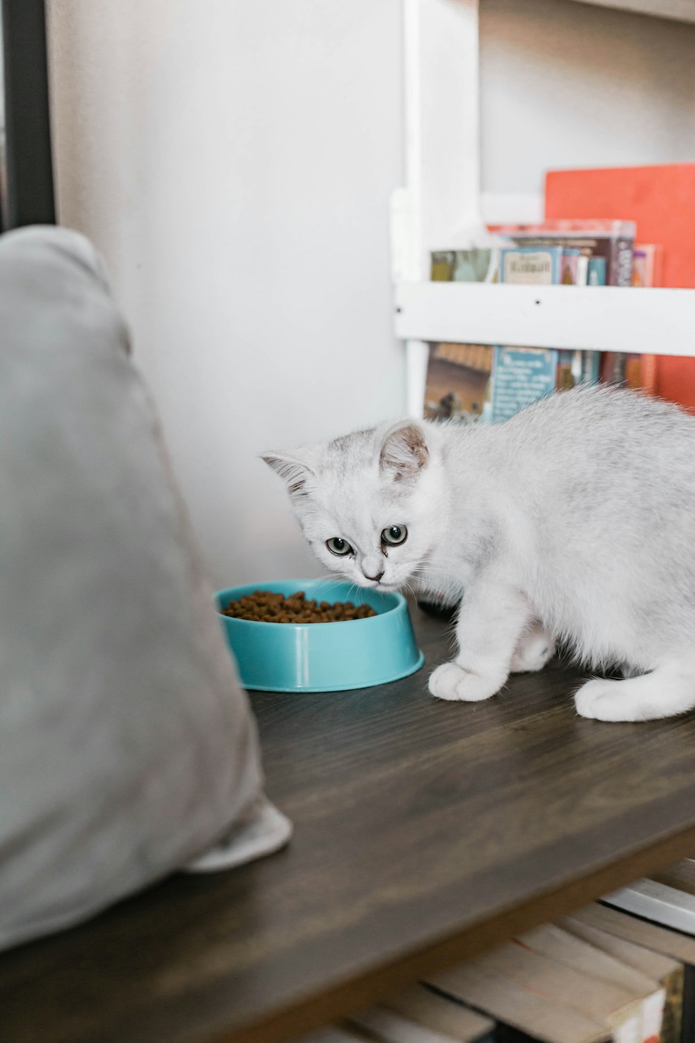 파란 애완 동물 그릇에 흰 고양이