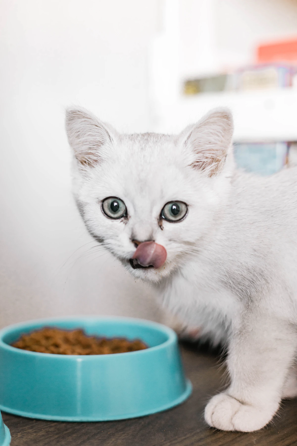 Gato blanco comiendo de un cuenco azul