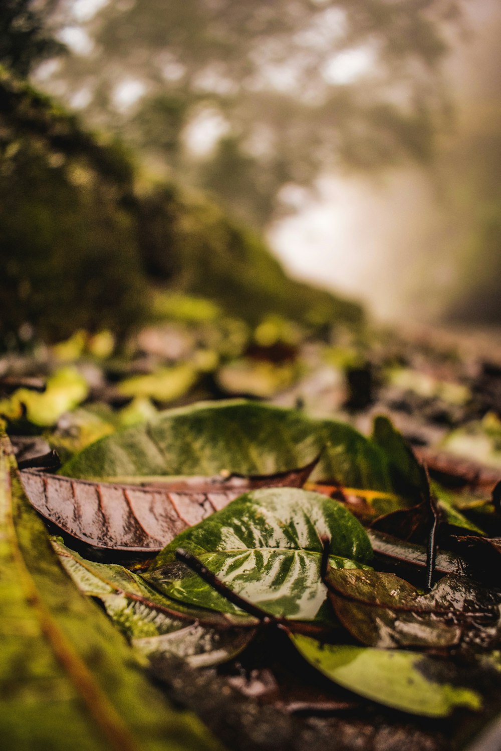 green leaves in tilt shift lens