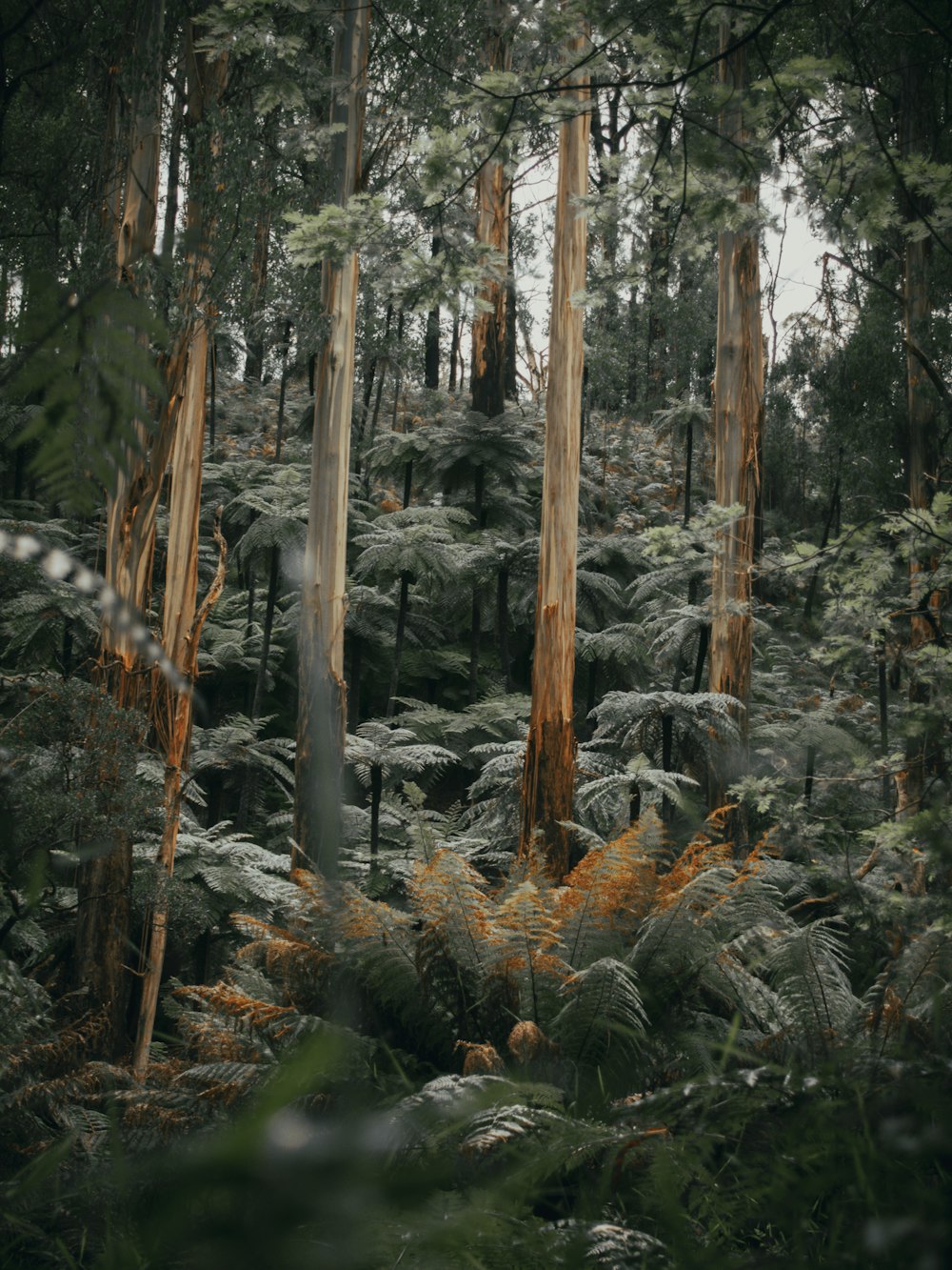 green and brown trees during daytime