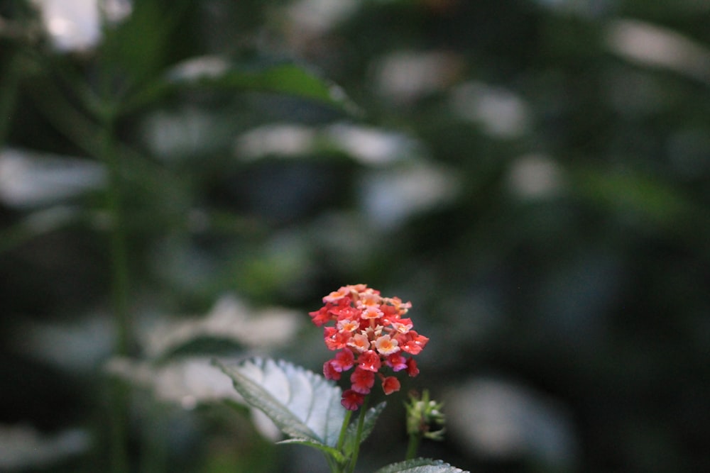 Flor roja en lente de desplazamiento de inclinación