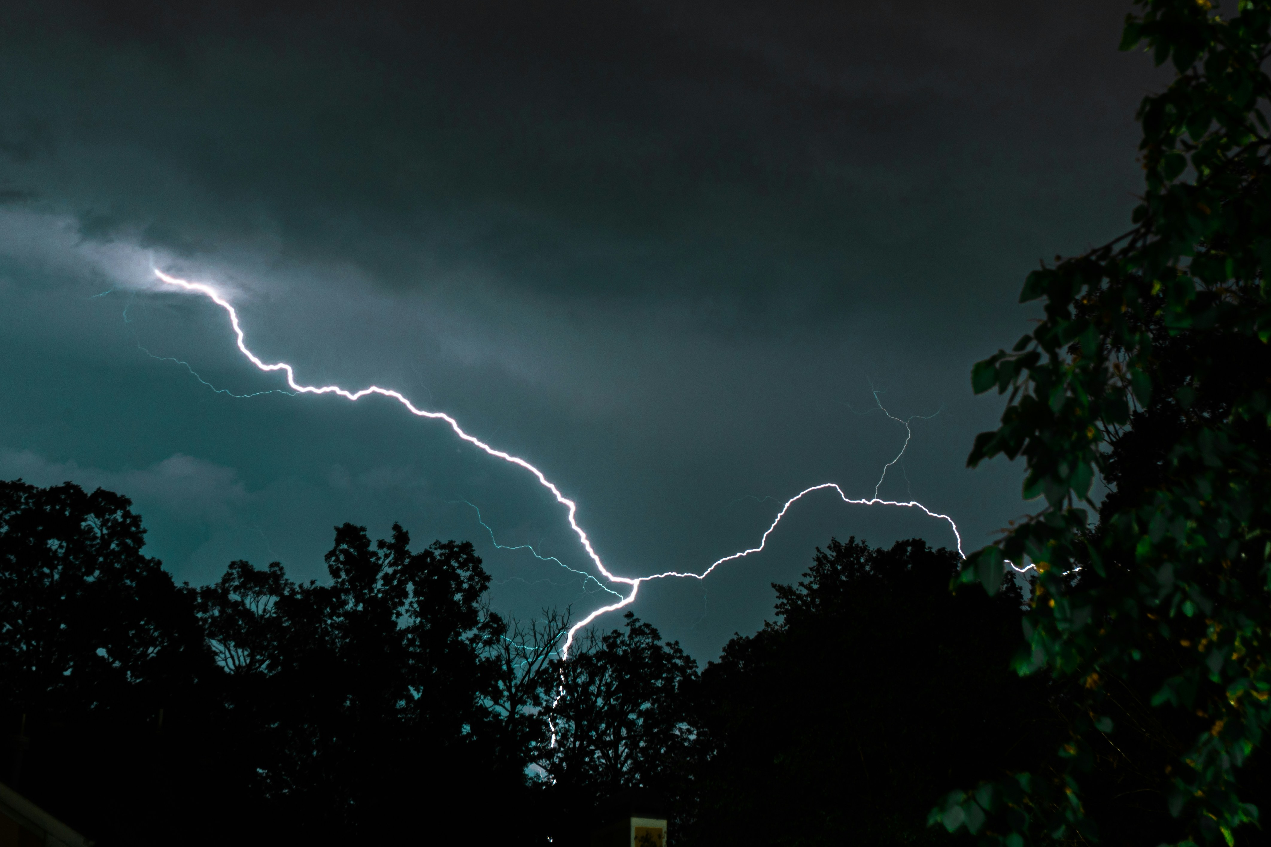 A sturdy, old tree that has weathered many storms.
