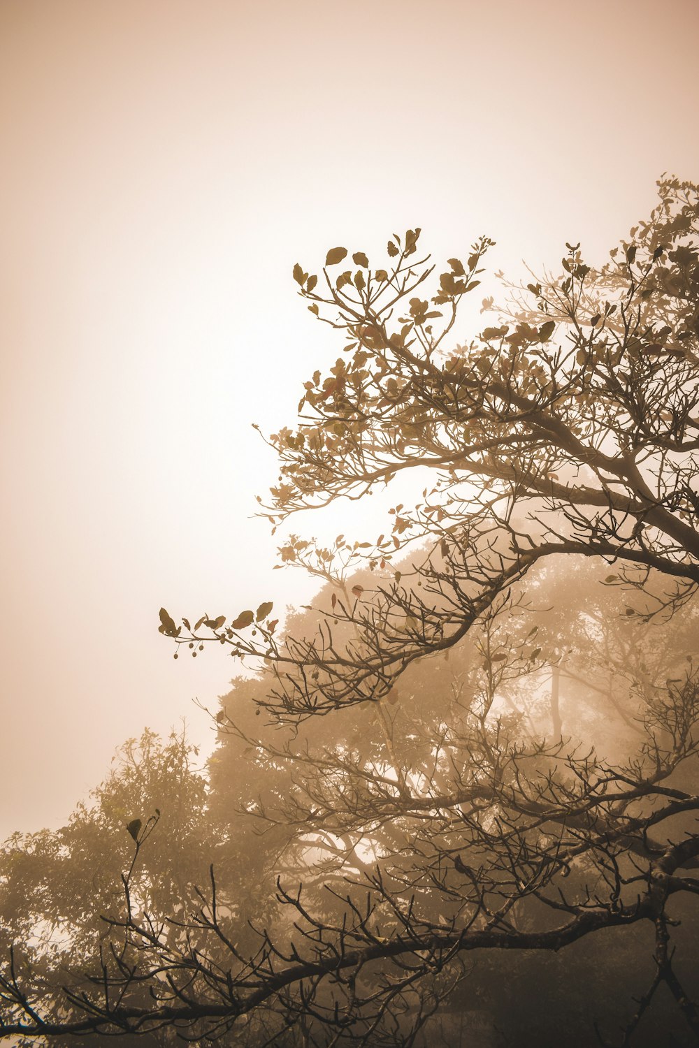 black leafless tree during daytime