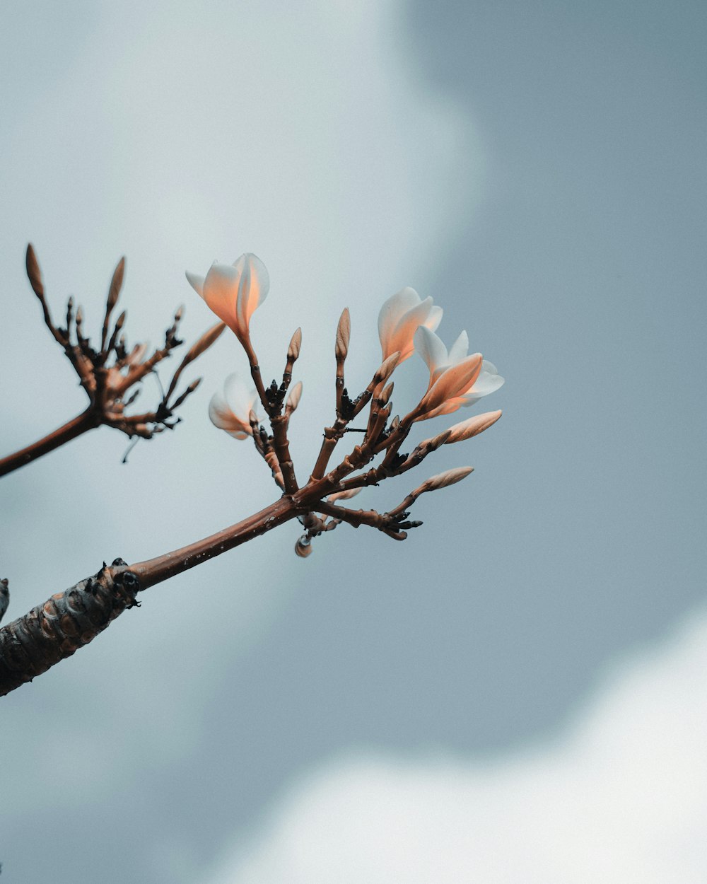 pink flower on brown tree branch