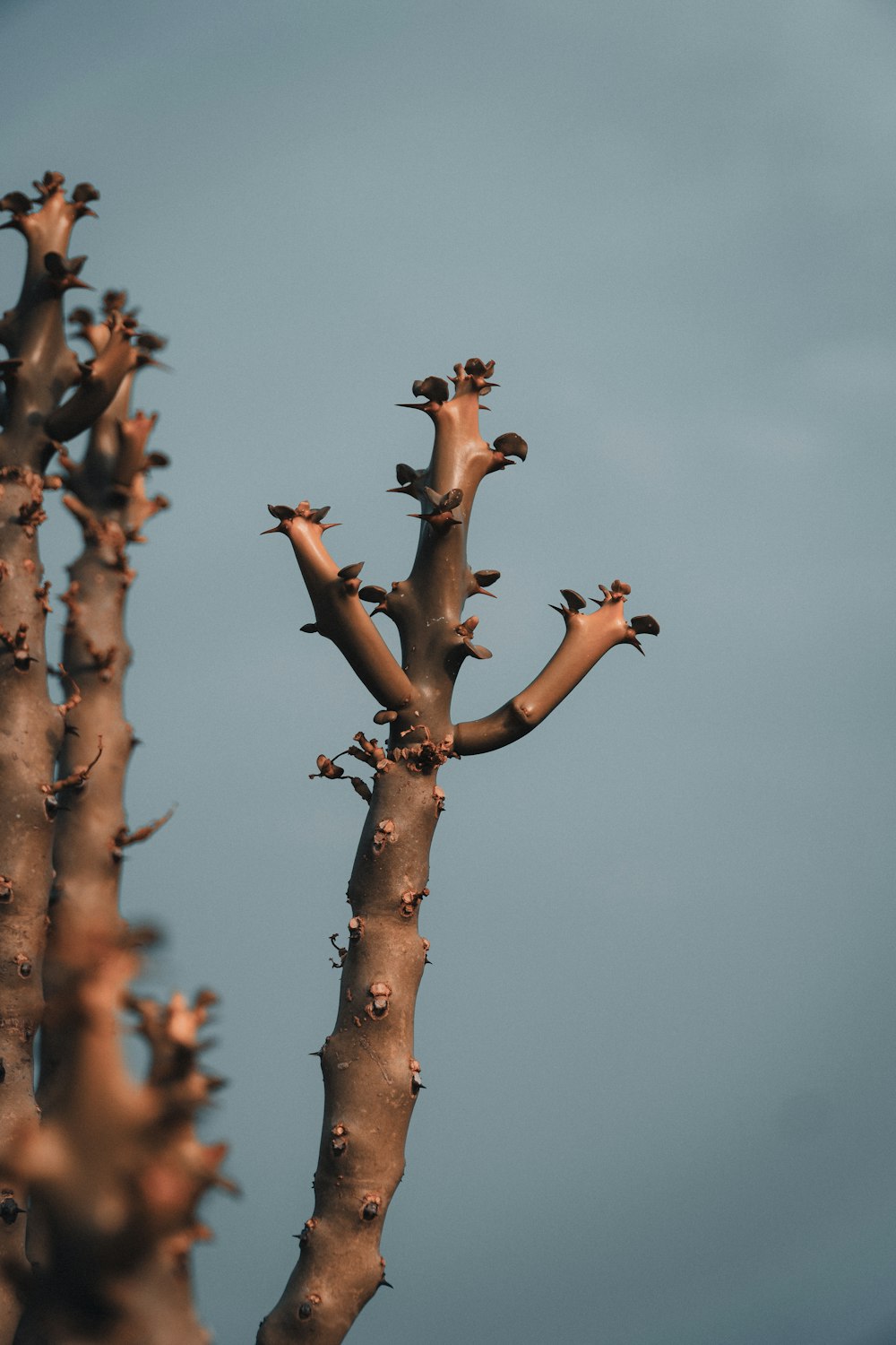 brown tree branch during daytime