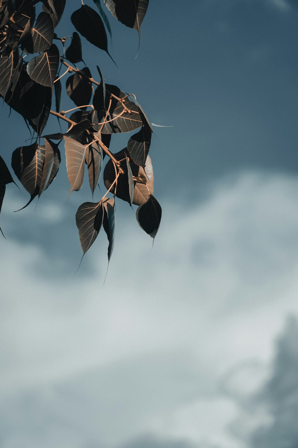 brown leaves under blue sky during daytime