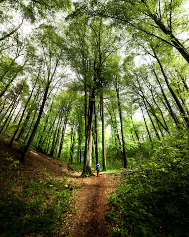 An adventurous trekker crossing a lush jungle trail with towering trees and dappled sunlight.
