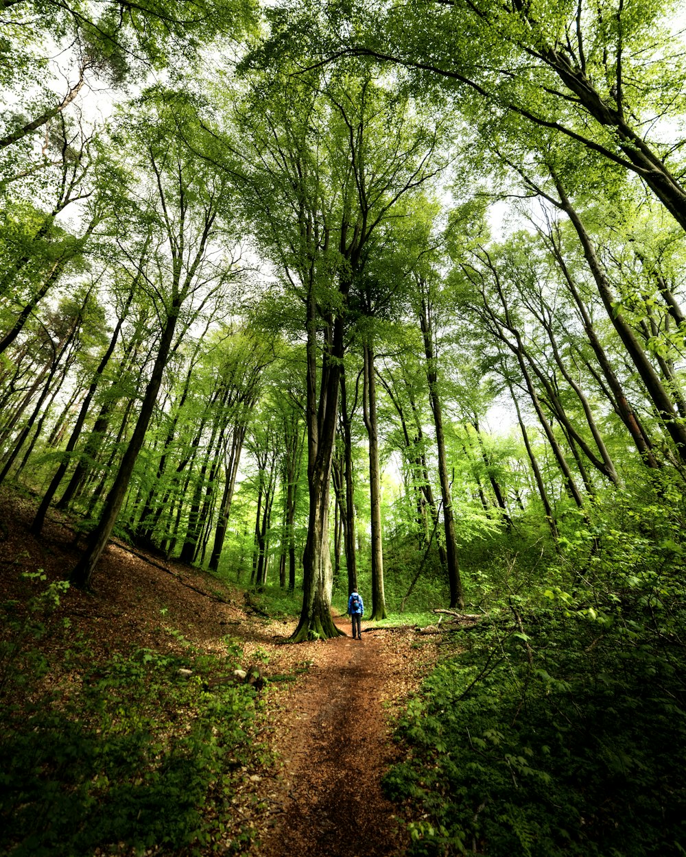 woman in blue shirt walking on dirt road between green trees during daytime