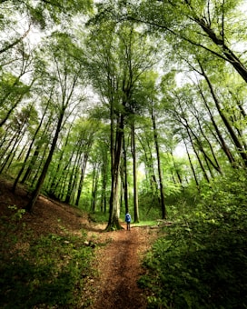A lush green forest with tall trees reaching towards the sky, creating a canopy overhead. A lone hiker is walking on a dirt path, surrounded by vibrant foliage and a mix of light and shadows.
