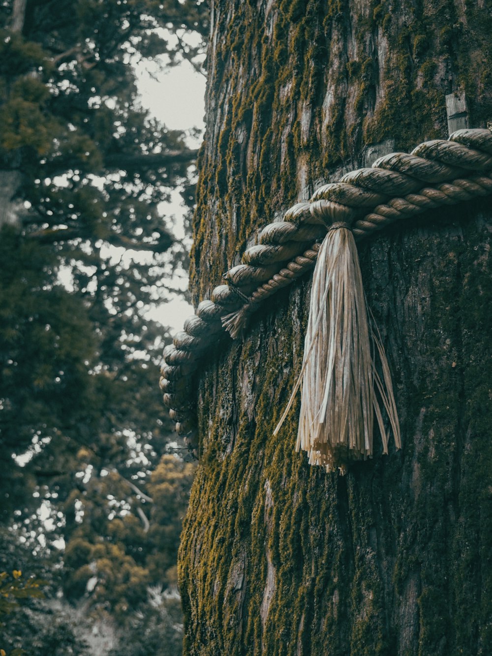 brown rope tied on brown tree trunk