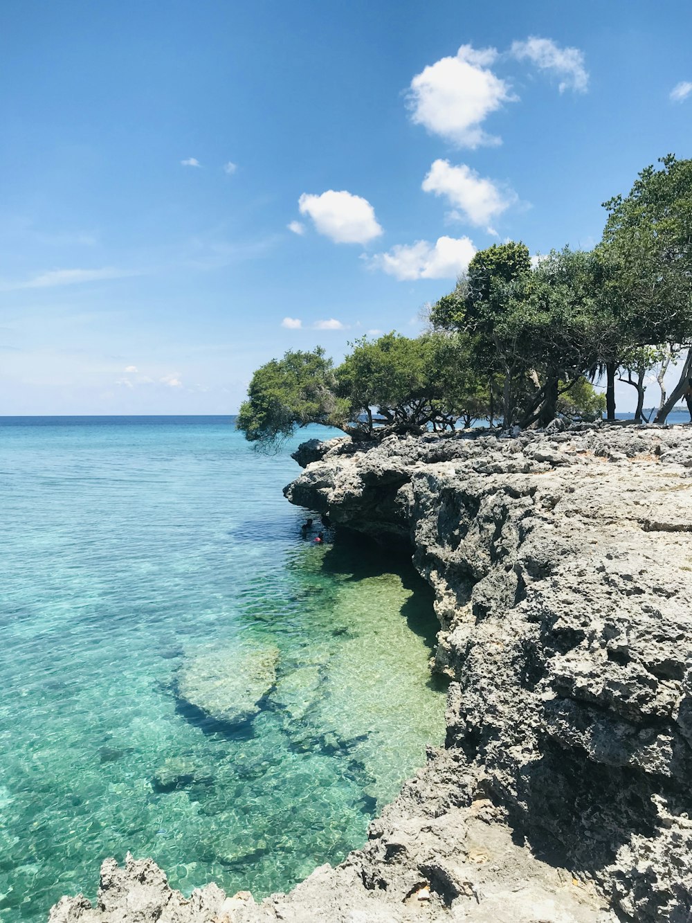 green trees on gray rock formation near body of water during daytime