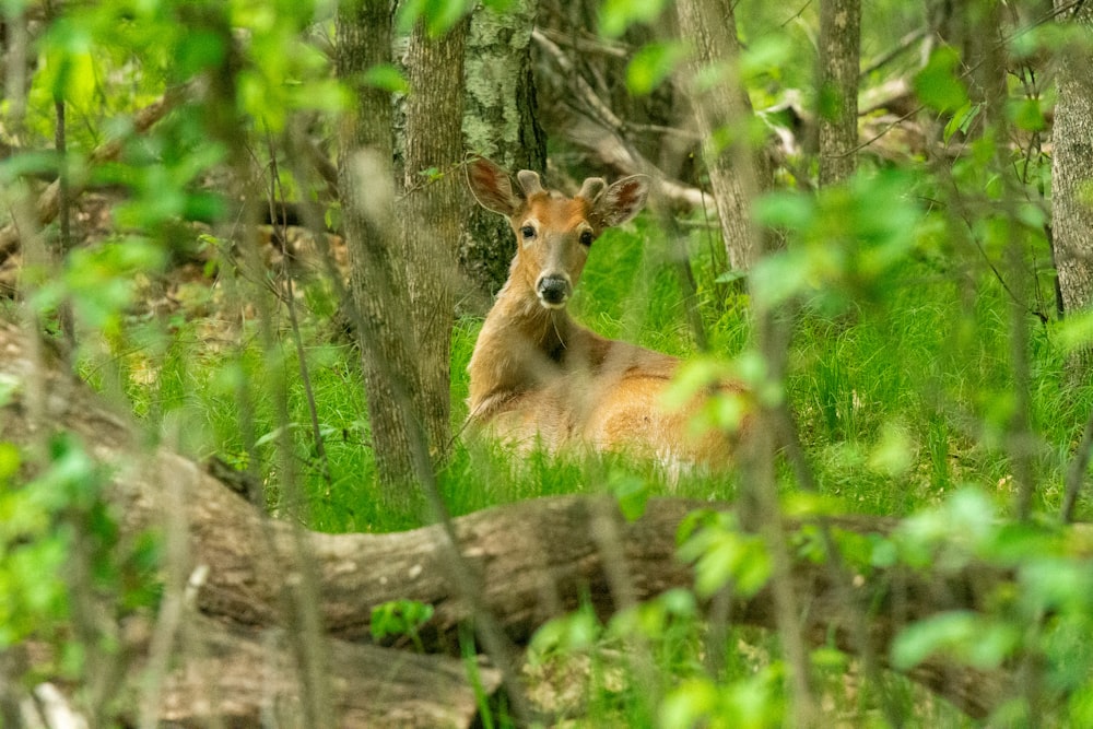 brown deer lying on brown wooden log during daytime