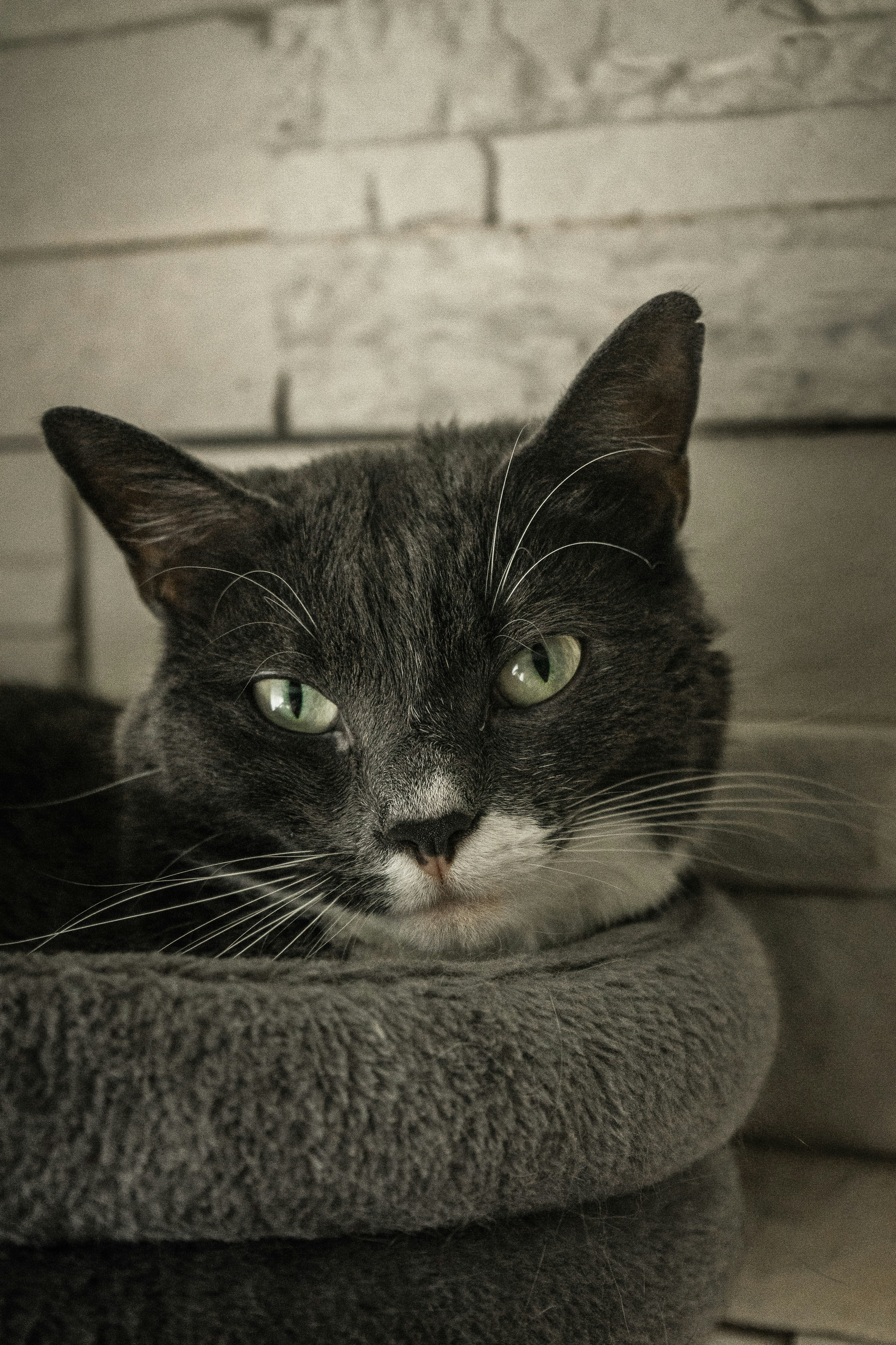 black and white cat on gray textile