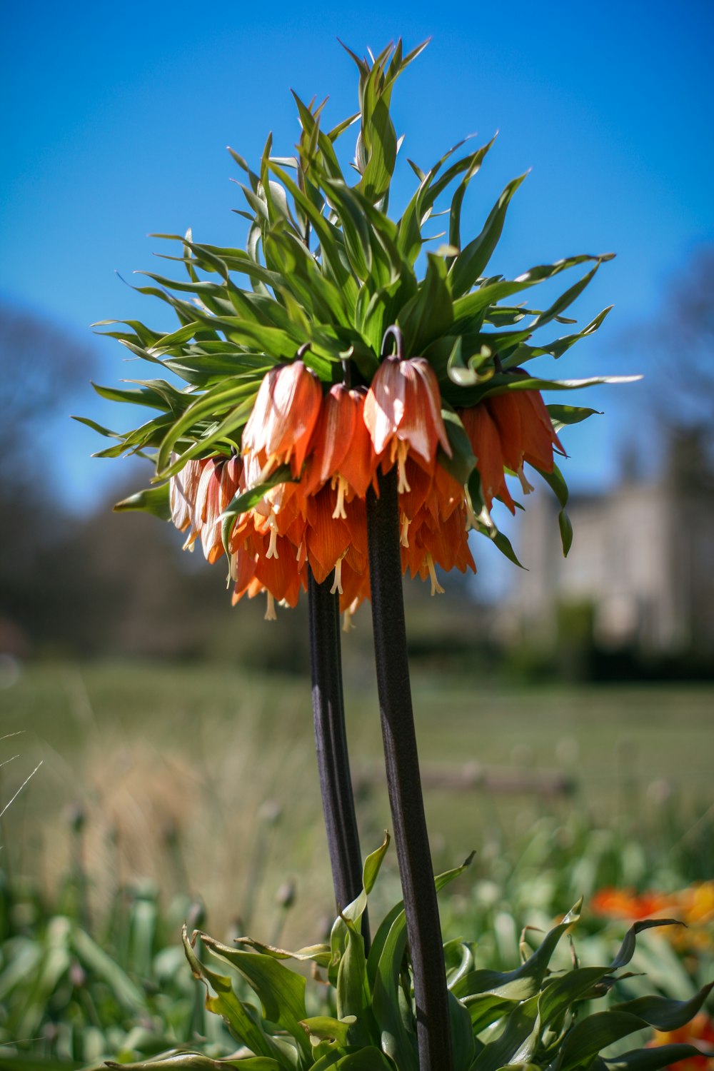 orange flower in green grass during daytime