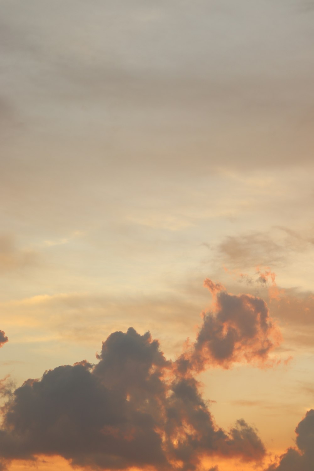 silhouette of trees under cloudy sky during sunset